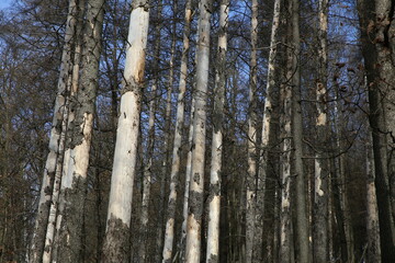 suche drzewa w lesie.  - obrazy, fototapety, plakaty