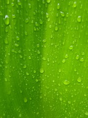 Plakat water drops on green leaf
