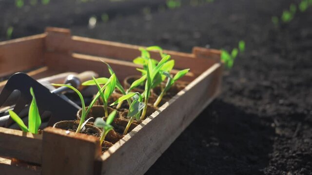 agriculture field, corn seeds, spring season. green young corn plants, seedlings on dark brown fertile, moist soil. Corn field, warm spring day, growing corn in an agricultural field