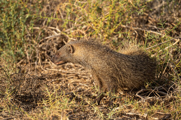 Naklejka na ściany i meble Mongoose sits in the grass near the river in an early autumn morning. 