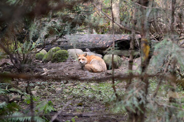 Orange Fox Hiding In The Woods Looking At The Viewr