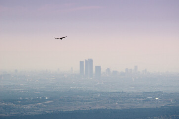 Fototapeta na wymiar Vulture flying with Madrid in the background from the Cerro de San Pedro.