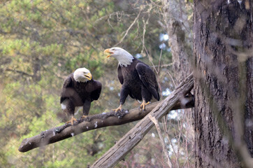 Two Bald Eagles Screaming