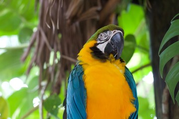 blue and yellow macaw