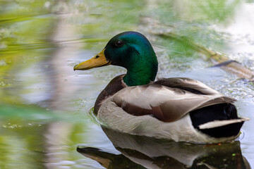 Fototapeta premium Drake Mallard Portrait, an up close and personal view of a Drake Mallard in water. 