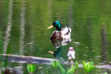 Drake Mallard Portrait, an up close and personal view of a Drake Mallard in water.	