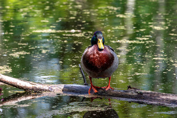 Drake Mallard Portrait, an up close and personal view of a Drake Mallard in water.	