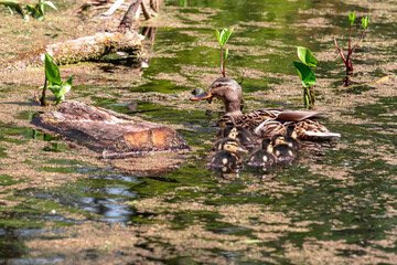 Naklejka na ściany i meble Mallard Duck with her Ducklings. Mallard female with little ducklings on the pond.