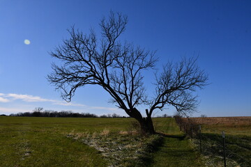 Lone Tree in a Field