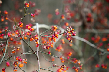 Czerwone jagody w lesie.  © FotoDax