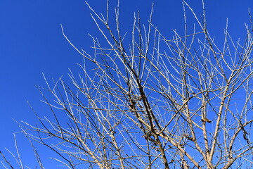 Bare Tree