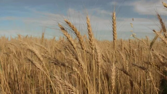 ESPIGA DE TRIGO EN CAMPO