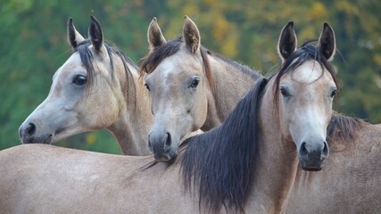 Three arabian horses