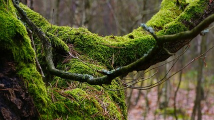 green moss on tree © Micha