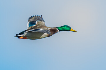 Beautiful Iridescent Green and Blue Feathers Glow in Bird In Flight Mallard Duck Image