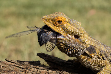 Central Bearded Dragon feeding on Black Prince cicada