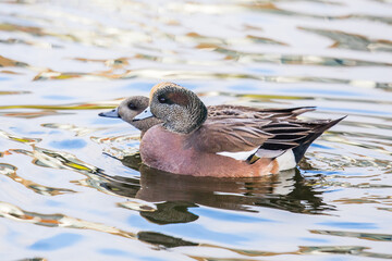Mated Pair of American Wigeon Cuddle Up to Each Other