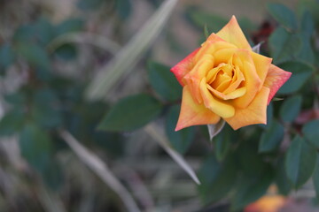 Flower pink and yellow from Brazil