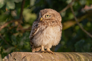 Little owl on fence looking to the side