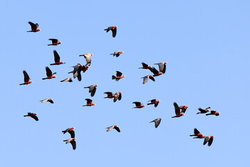 Pink & Grey Galah flock in flight