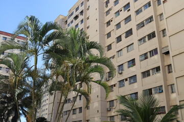 Fototapeta na wymiar building with coconut tree from Brazil