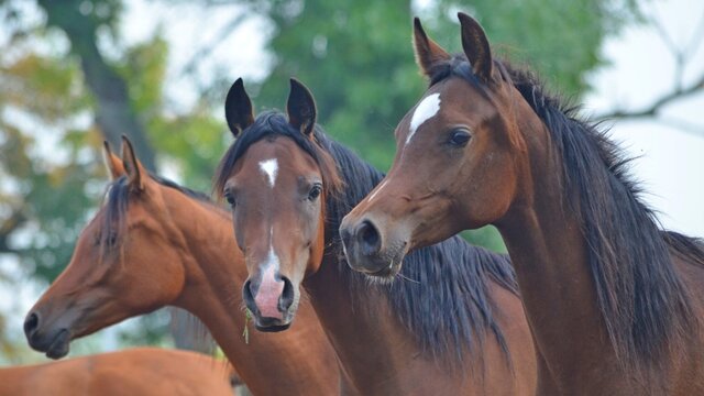 Arabian horses heads