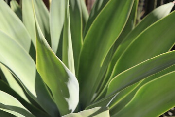 Aloe vera from Brazil