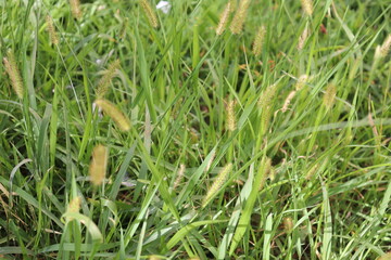 grass