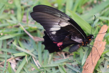 Butterfly black