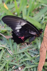 Fototapeta premium Butterfly black