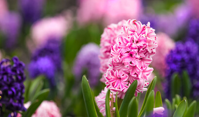 Large flower bed with multi-colored hyacinths, traditional easter flowers, flower background, easter spring background. Close up macro photo, selective focus. Ideal for greeting festive postcard.