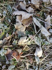 leaves in the frost