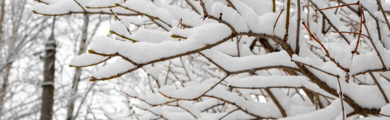 Panorama of snow-covered branches during a snowfall, copying the space