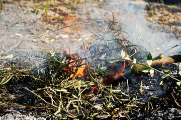 Bonfire in the bush on a sunny day