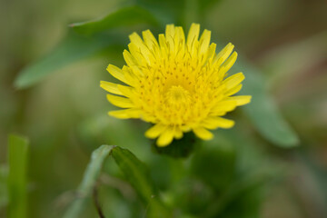 yellow flower of a dandelion
