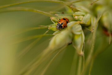 ladybug on a flower