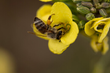 bee on flower