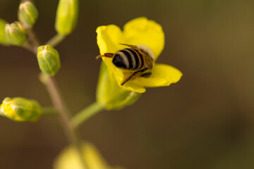 bee on yellow flower