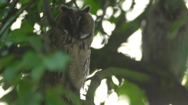 Close up of young long eared owl (Asio otus) gazing and sitting on dense branch deep in crown. Wildlife tranquil portrait footage of bird in natural habitat background.