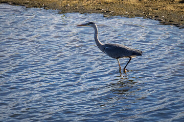 Gray heron in its natural environment.