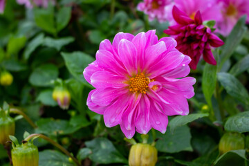 Pink Dahlia flower. This flower is A group of collarette dahlias
