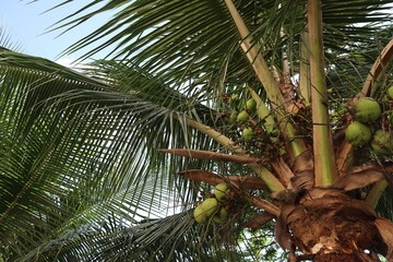 Obraz na płótnie Canvas coconut from Brazil
