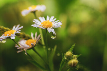 Obraz premium close-up of colorful flowers and water droplets
