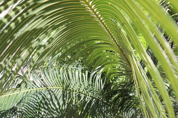Fototapeta na wymiar coconut from Brazil