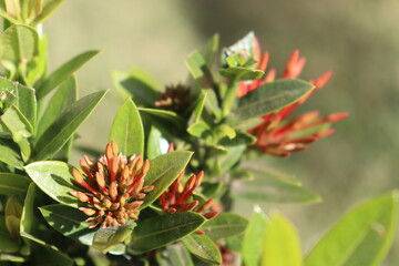 red flower from Brazil