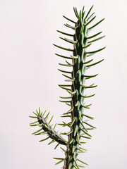 Austrocylindropuntia. One tall cactus on a light background/