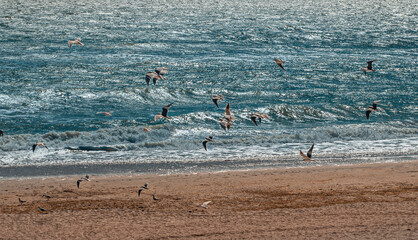 Sea gulls flying under stormy sea and quiet abandoned beach
