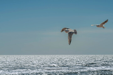 Seagulls flying under stormy sea