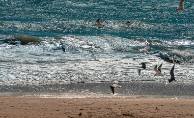 Sea gulls flying under stormy sea and quiet abandoned beach