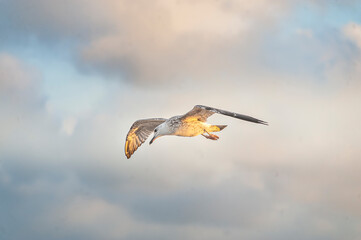 Sea gull flying in the cloudy sky